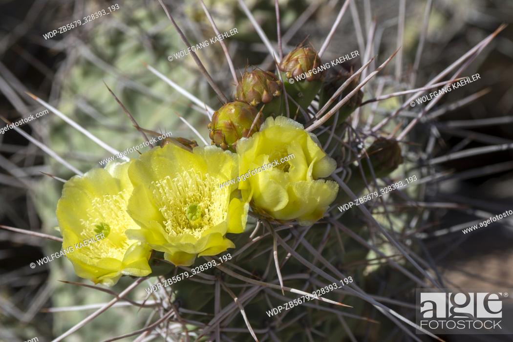 Stock Photo: Close-up of cacti flowers in a cacti garden at the entrance area of the fortress of Tilcara (Pucar.