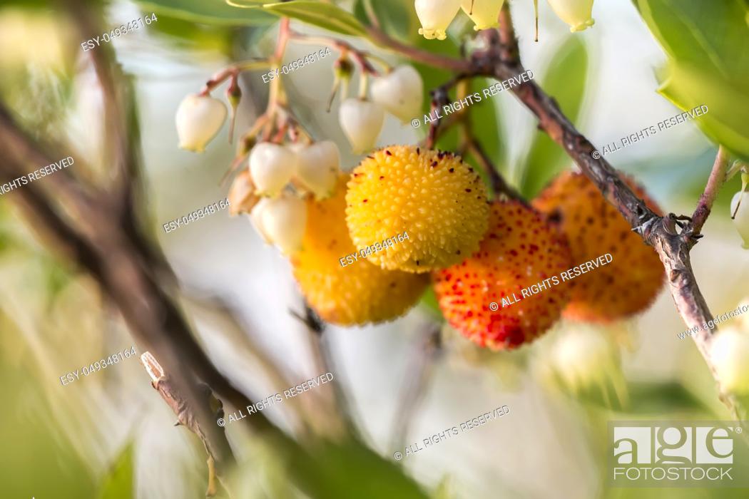 Stock Photo: Close up view of an Strawberry Tree (Arbutus Unedo) blossom flowers.