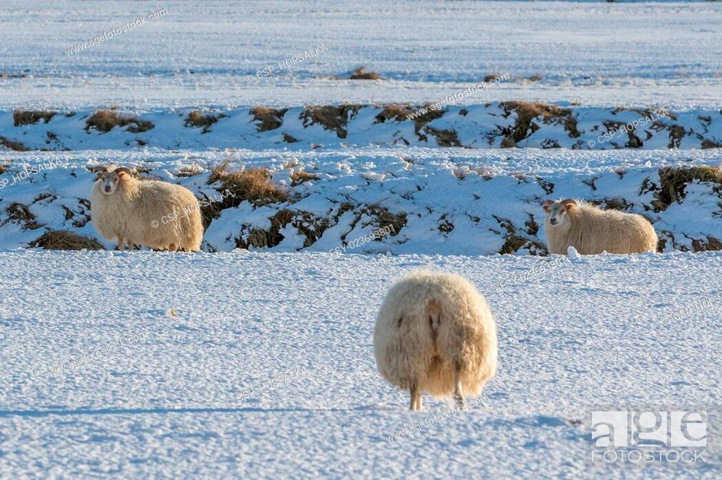 Stock Photo: Icelandic lambs.