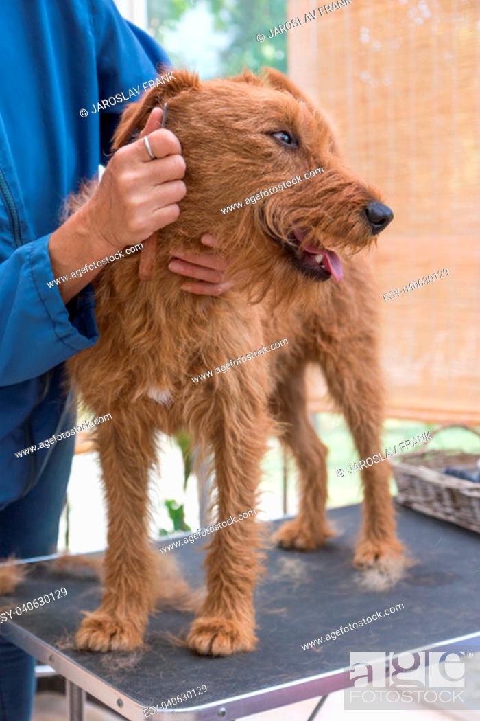 Stock Photo: Trimming of the Irish Terrier dog. Dog is standing on the grooming table and is looking upwards. Vertically.
