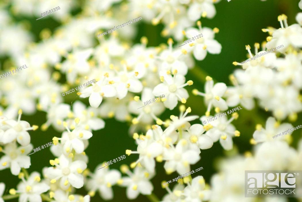 Stock Photo: common elder tree flowers.