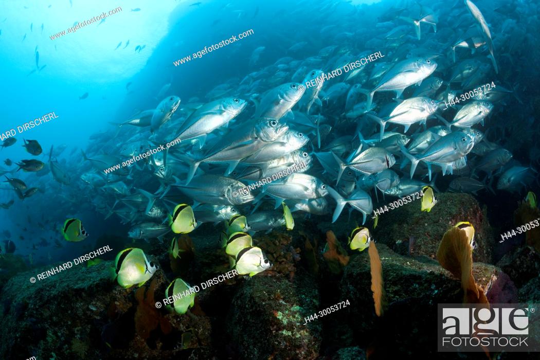 Stock Photo: Shoal of Bigeye Trevally and Barberfishes, Caranx sexfasciatus, Cabo Pulmo, Baja California Sur, Mexico.
