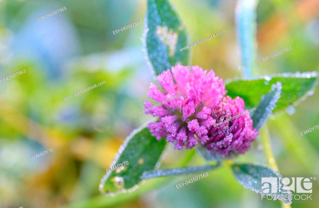 Stock Photo: Red Clover - Trifolium Pratense with frozen dew.