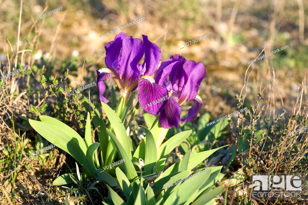 Photo de stock: Crimean iris (Iris lutescens) is a perennial plant native to north east Spain, south France, Italy and Portugal. The flowers can be yellow or violet.
