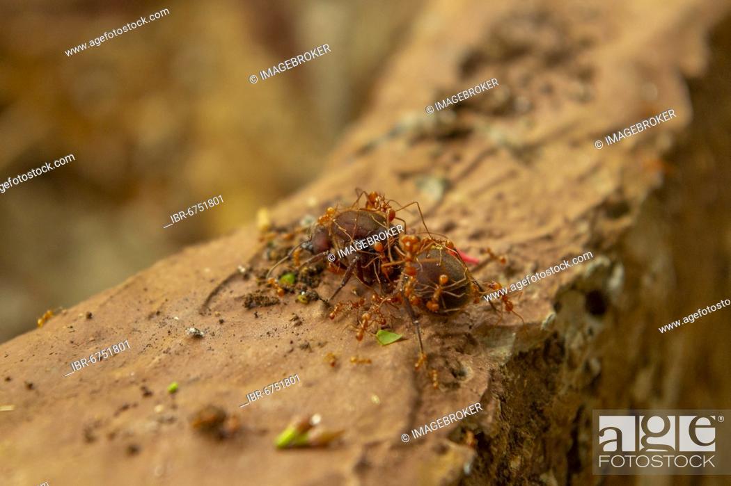 Stock Photo: Leaf-cutter ants (Acromyrmex) queen being tended by her workers, La Amistad National Park, Selva Bananito, Central America, Costa Rica, Central America.