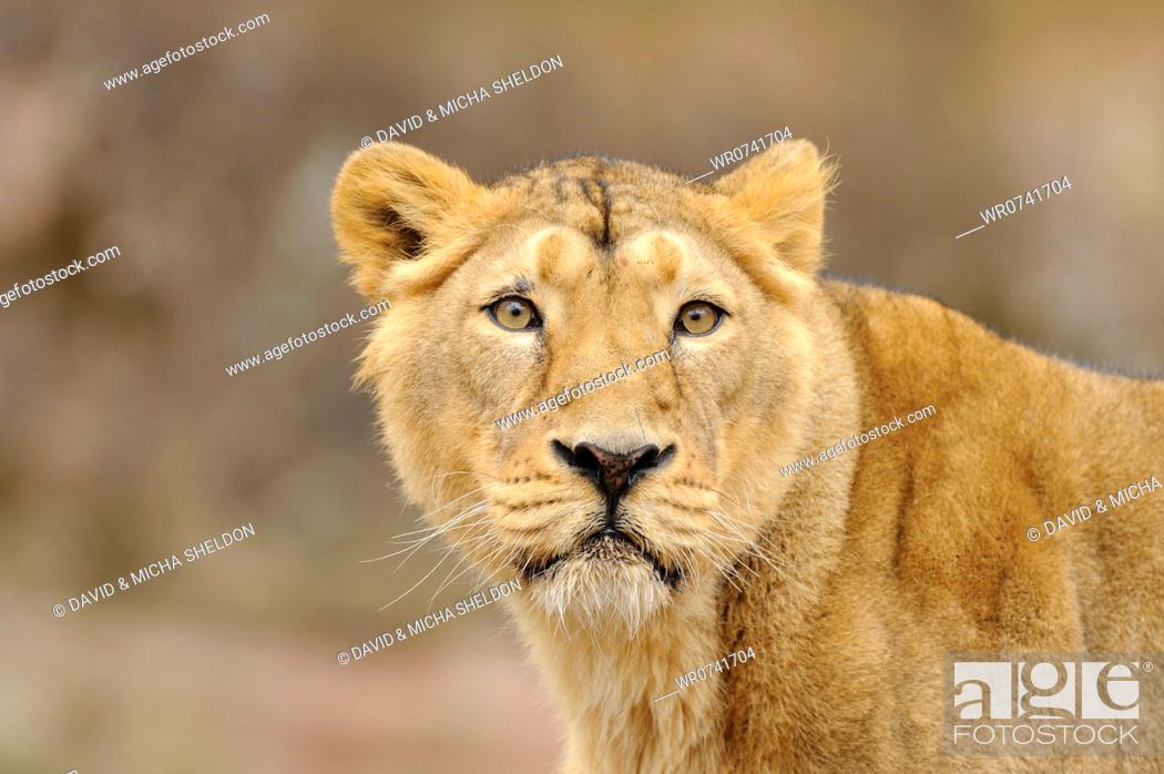 Stock Photo: Asiatic lion Panthera leo persica, portrait.