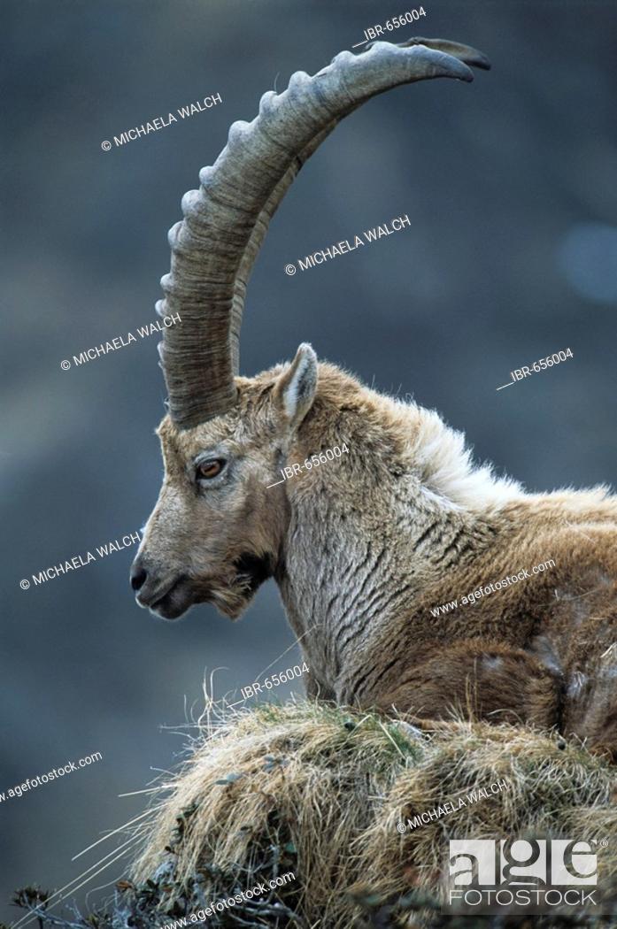 Alpine Ibex (Capra ibex), portrait of adult male, close-up of head , Stock  Photo, Picture And Rights Managed Image. Pic. IBR-656004 | agefotostock