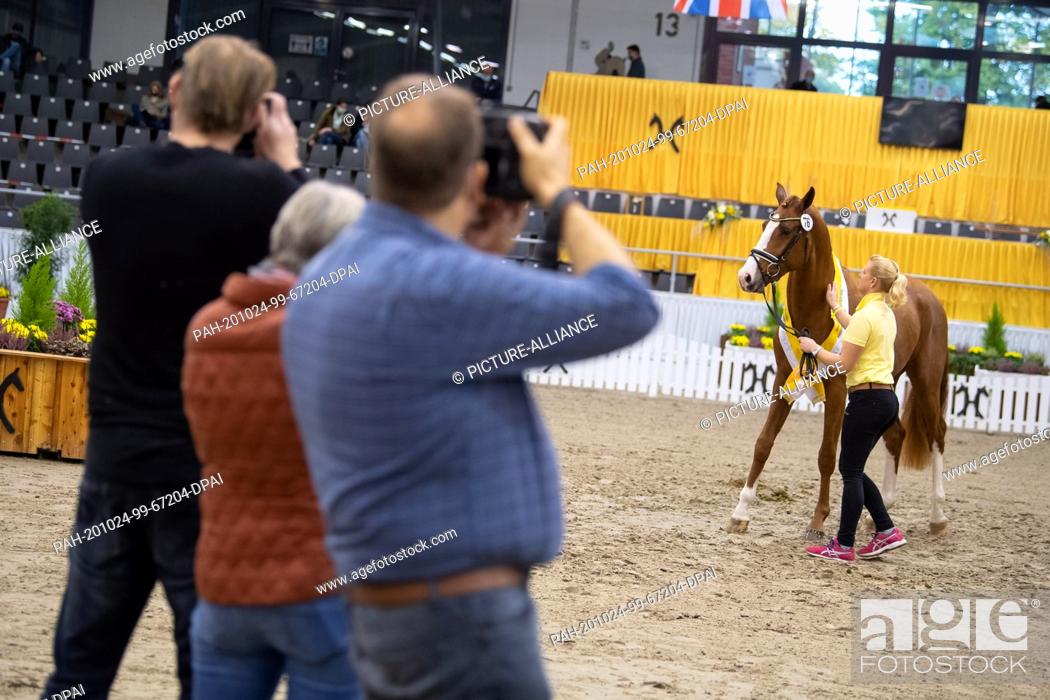 Stock Photo: 24 October 2020, Lower Saxony, Verden: A premium stallion (by Zoom - Waterford) is presented at the stallion licensing and photographed by photographers.