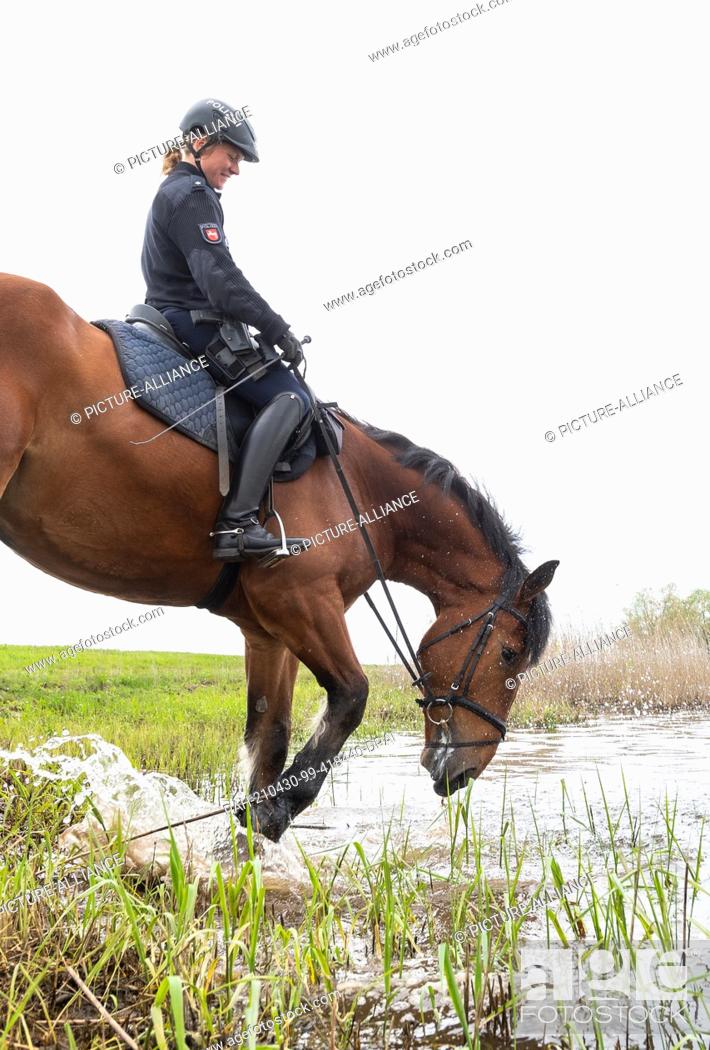 Stock Photo: 30 April 2021, Lower Saxony, Kaltenhof: Police officer Anne Schloßer stands with her service horses on the banks of the Elbe during a press event.