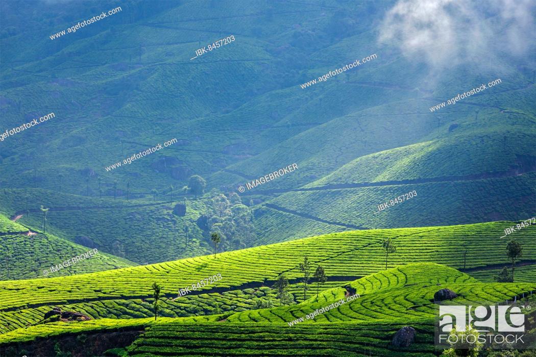 Stock Photo: Kerala India travel background, green tea plantations in Munnar with low clouds, Kerala, India, tourist attraction, Asia.