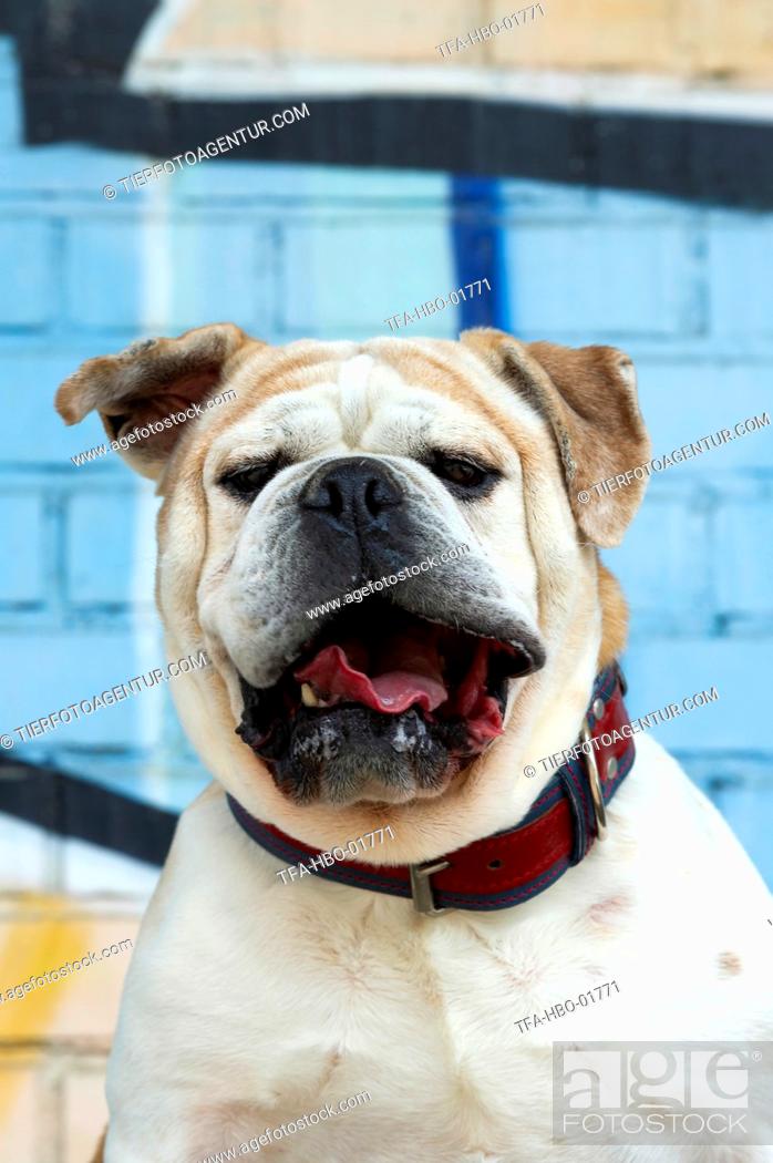 Stock Photo: Olde English Bulldog Portrait.