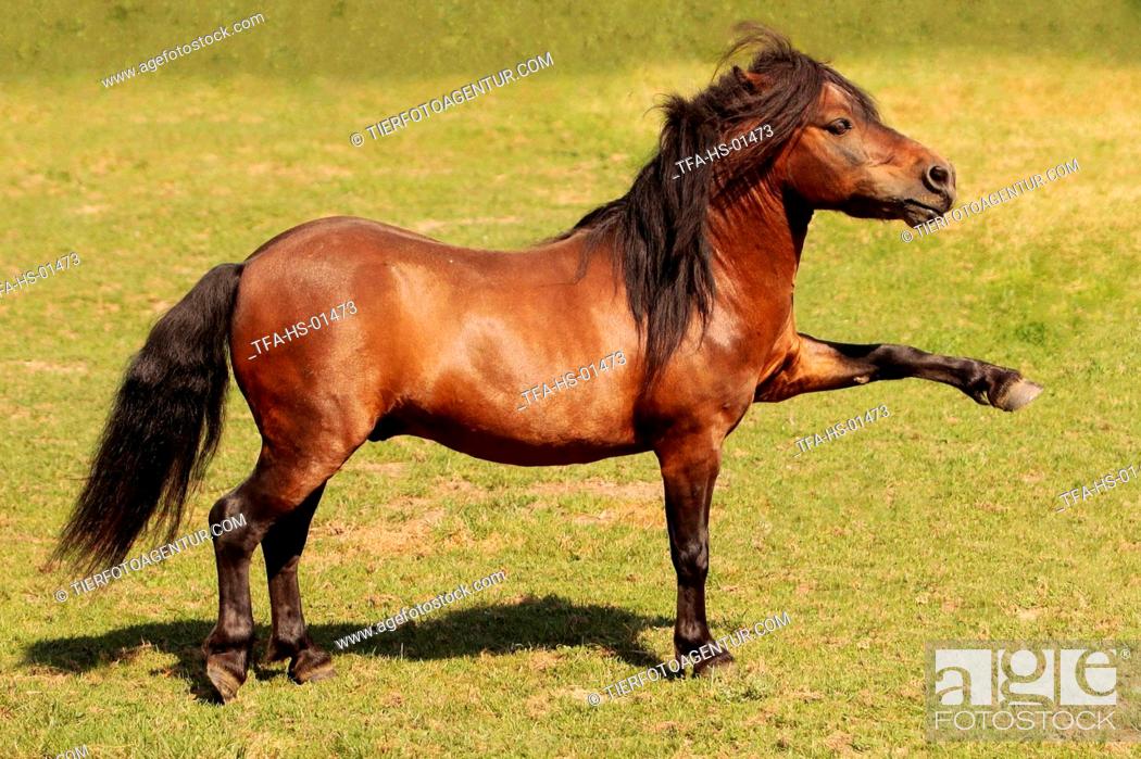 Stock Photo: laufendes Mini Shetland Pony.