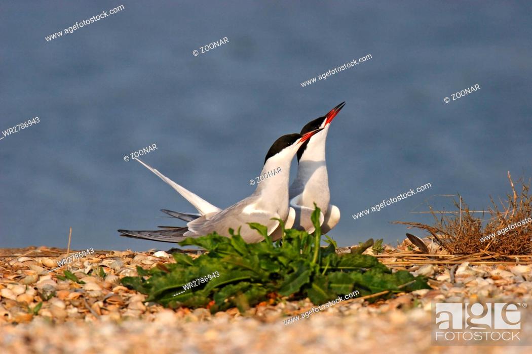 Stock Photo: common tern.