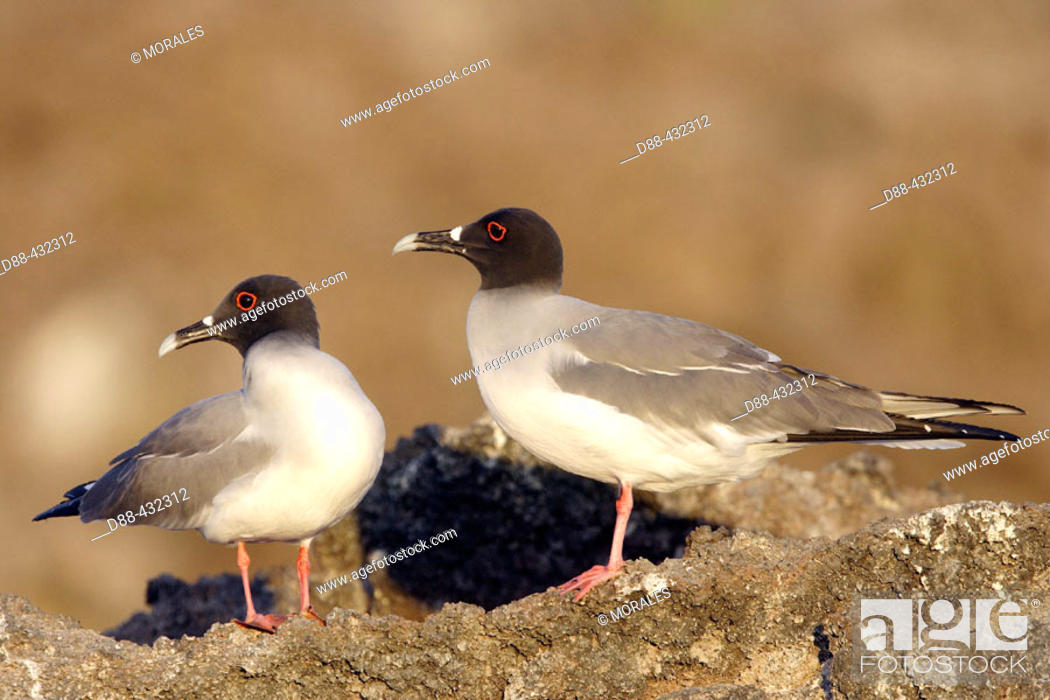 Stock Photo: Swallot-tailed Gull (Creagrus furcatus). Genovesa (Tower) island, Galapagos Islands. Ecuador.
