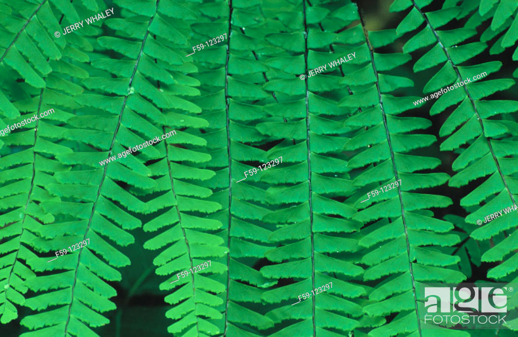 American Maidenhair Fern Adiantum Pedatum Stock Photo Picture And Rights Managed Image Pic F59 123297 Agefotostock