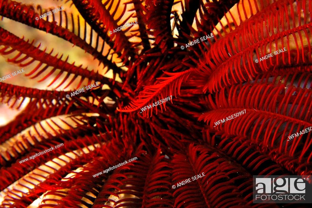 Stock Photo: Feather Star, Crinoid, Oxycomanthus bennetti, West Escarceo, Puerto Galera, Mindoro, Philippines.
