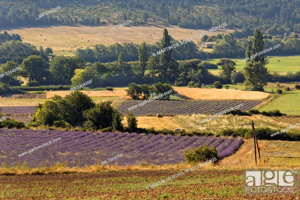 Stock Photo: Lavender fields near Sault, Apt, Provence region, Département Vaucluse, France, Europe.
