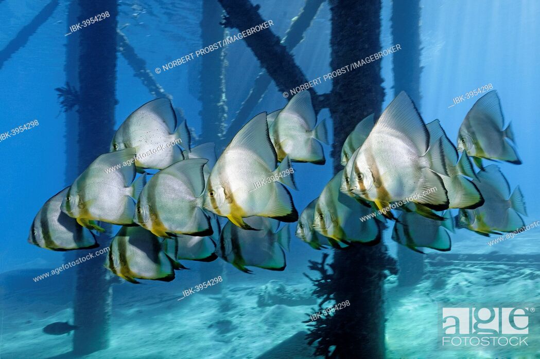 Stock Photo: School of Teira Batfish (Platax teira) under jetty, Makadi Bay, Red Sea, Hurghada, Egypt.