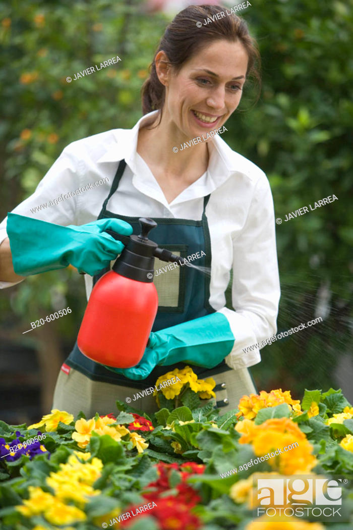 Stock Photo: Gardener watering flowerpots with pansies, Garden, Tree nursery. Gipuzkoa, Euskadi. Spain.