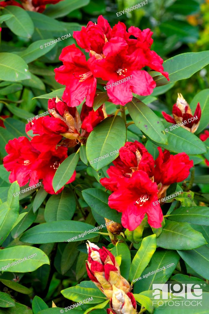 Stock Photo: Rhododendron Hybrid Rabatz (Rhododendron hybrid), close up of the flower head.