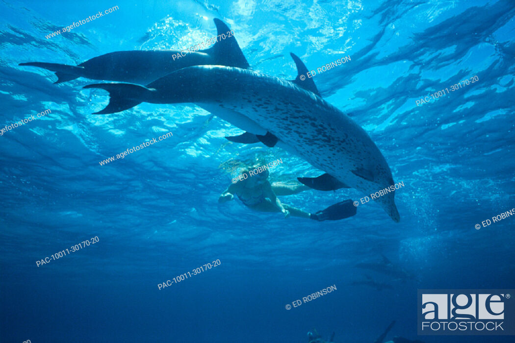 Stock Photo: Bahamas, Pair of spotted dolphins side by side u/w nr surface, snorkeler (Stenella plagiodon).
