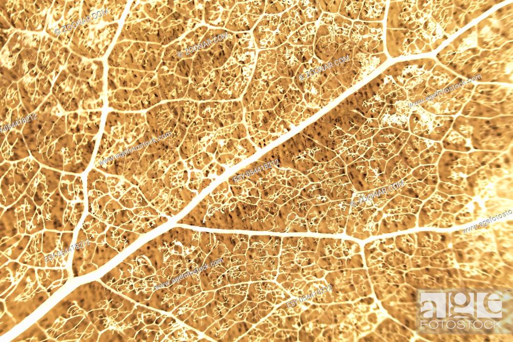 Stock Photo: Macro structure brown delicate skeletonized leaf of Populus tremula.