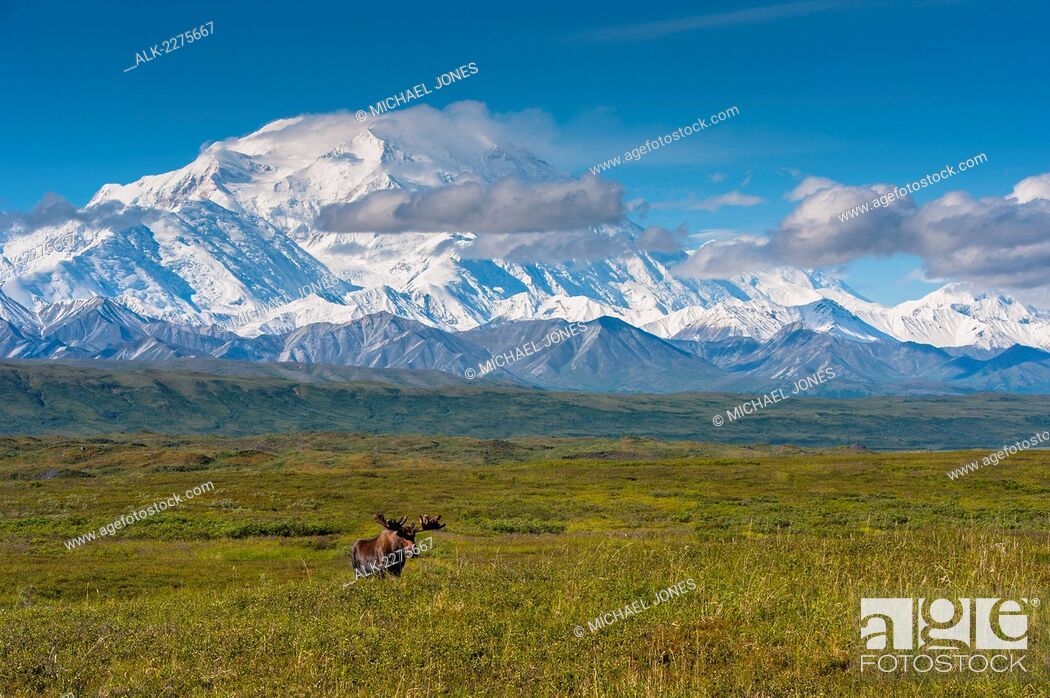 Stock Photo: Composite, A Bull Moose In Velvet Is Standing On The Tundra On A Sunny Summer Morning With Mount Mckinley And The Muldrow Glacier In The Background.