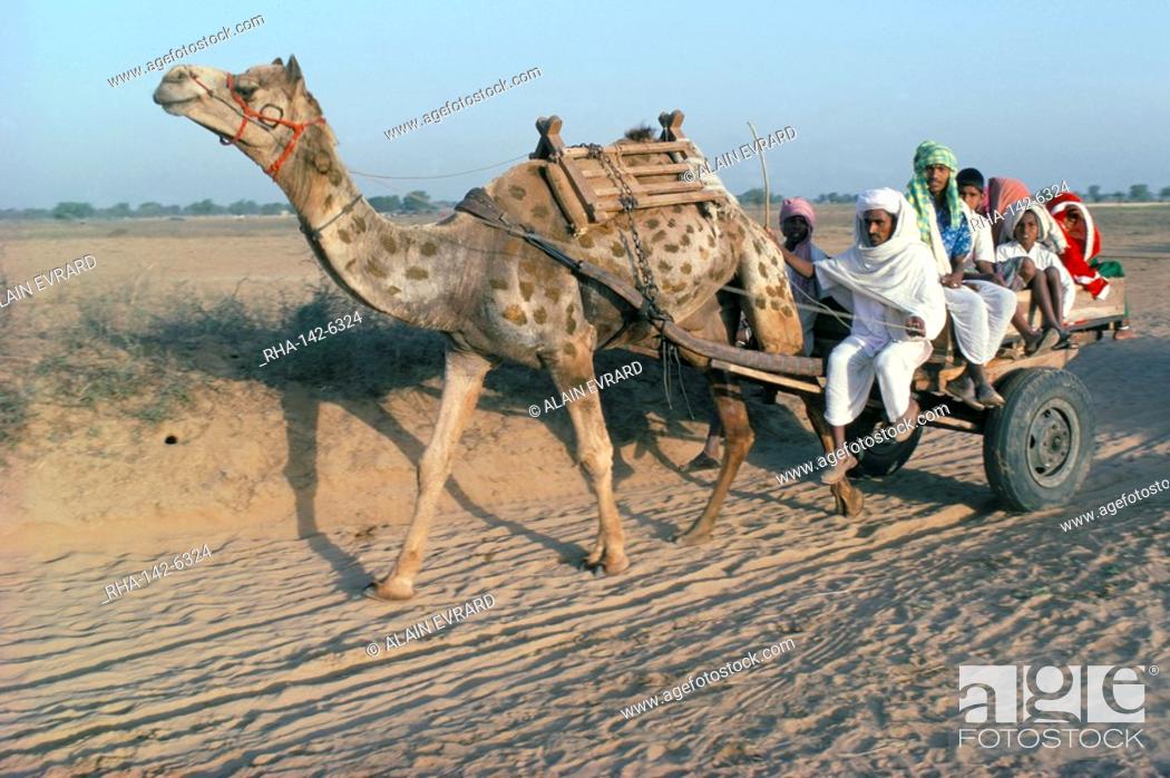 Riding in a camel cart, Jodhpur, Rajasthan state, India, Asia, Stock Photo,  Picture And Rights Managed Image. Pic. RHA-142-6324 | agefotostock