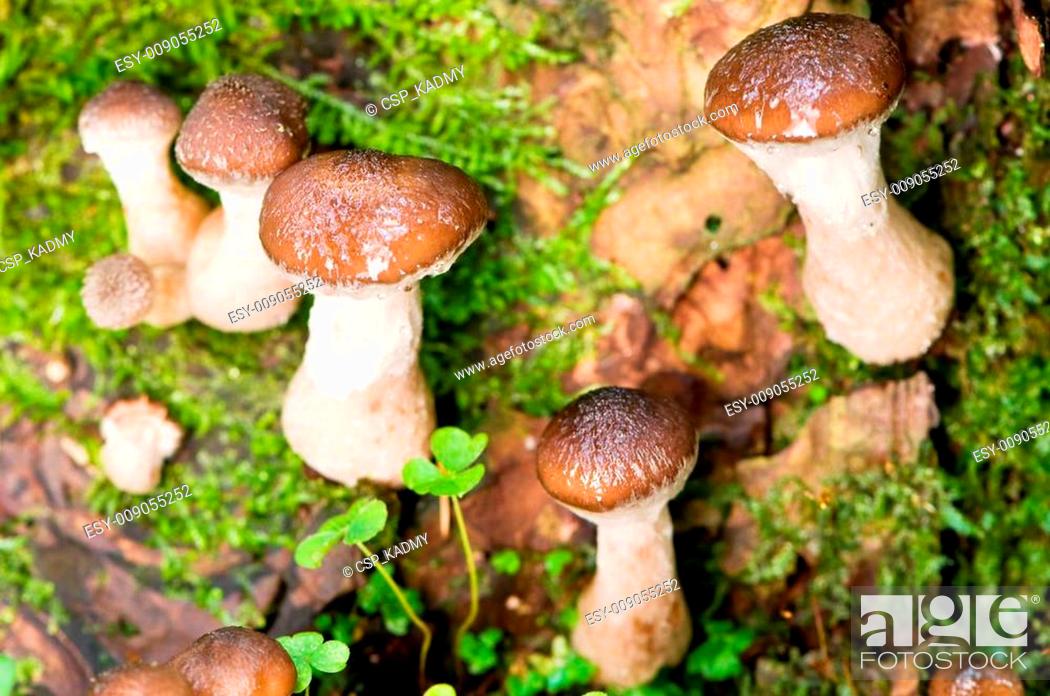 Imagen: agaric honey mushrooms in forest.