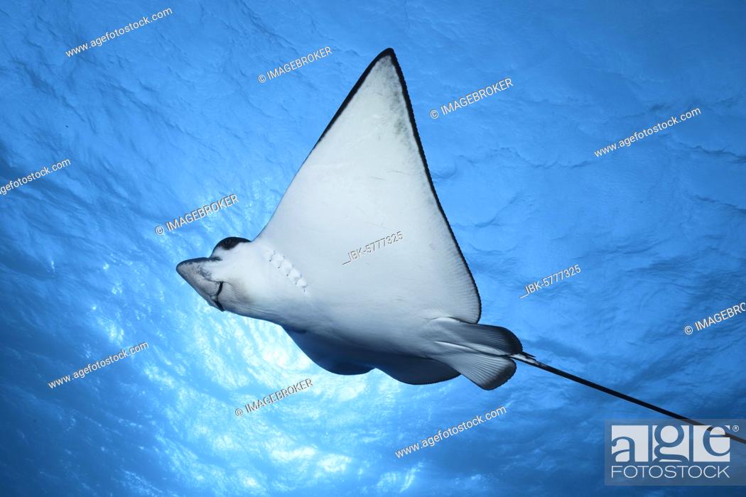 Stock Photo: Spotted eagle ray (Aetobatus narinari) swims in blue water, back light, Great Barrier Reef, Unesco World Heritage, Coral Sea, Pacific, Australia, Oceania.