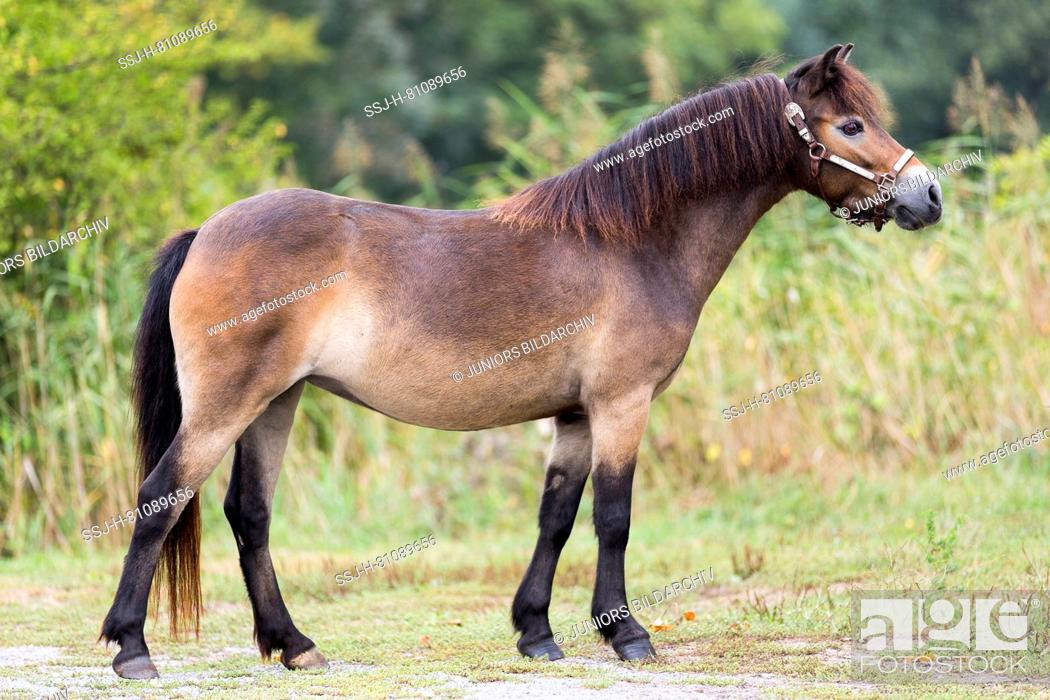 Stock Photo: Exmoor Pony. Bay mare standing, seen side-on. Germany.