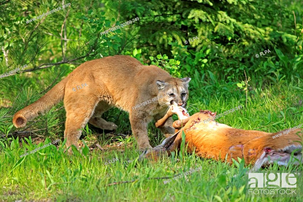 Economía tobillo Hectáreas Puma Felis concolor adult, feeding on deer kill, Minnesota, U S A, Foto de  Stock, Imagen Derechos Protegidos Pic. FHR-10932-00308-249 | agefotostock