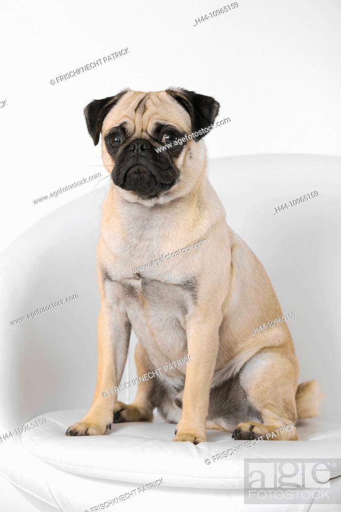 Isolated, domestic animal, pet, domestic animals, pets, dog, dogs, mops,  portrait, armchair, seat, Stock Photo, Picture And Rights Managed Image.  Pic. H44-10965159 | agefotostock