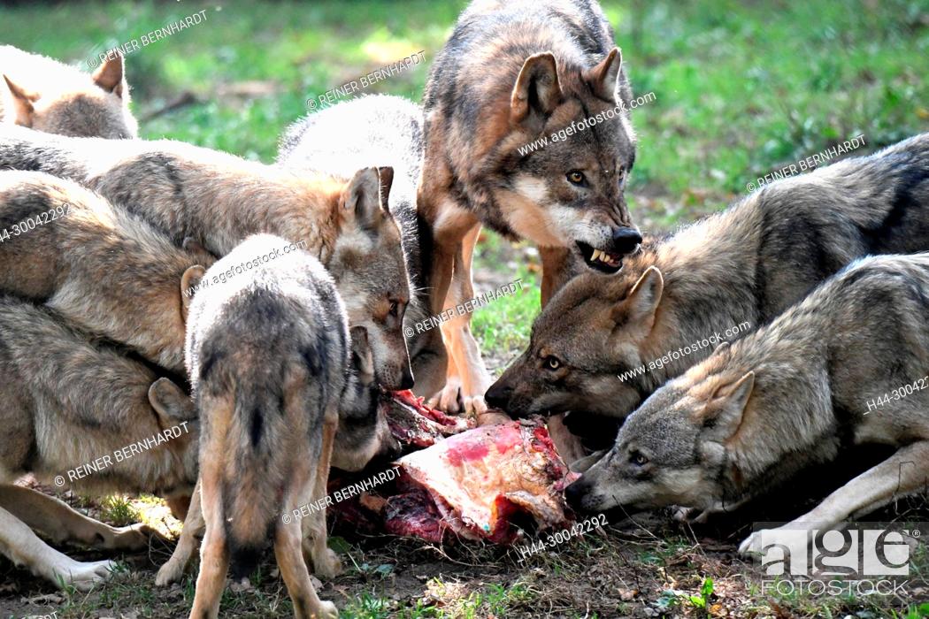 Stock Photo: Canine, Canis lupus, European wolf, food, eating wolves, grey wolf, grey wolf, howling wolves, doggy, Isegrimm, predator, predators, herds, herd behaviour.
