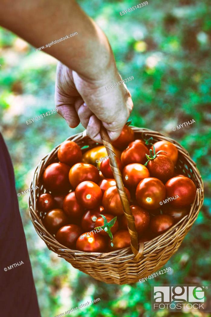 Stock Photo: Tomato harvest. Farmers hands with freshly harvested tomatoes.
