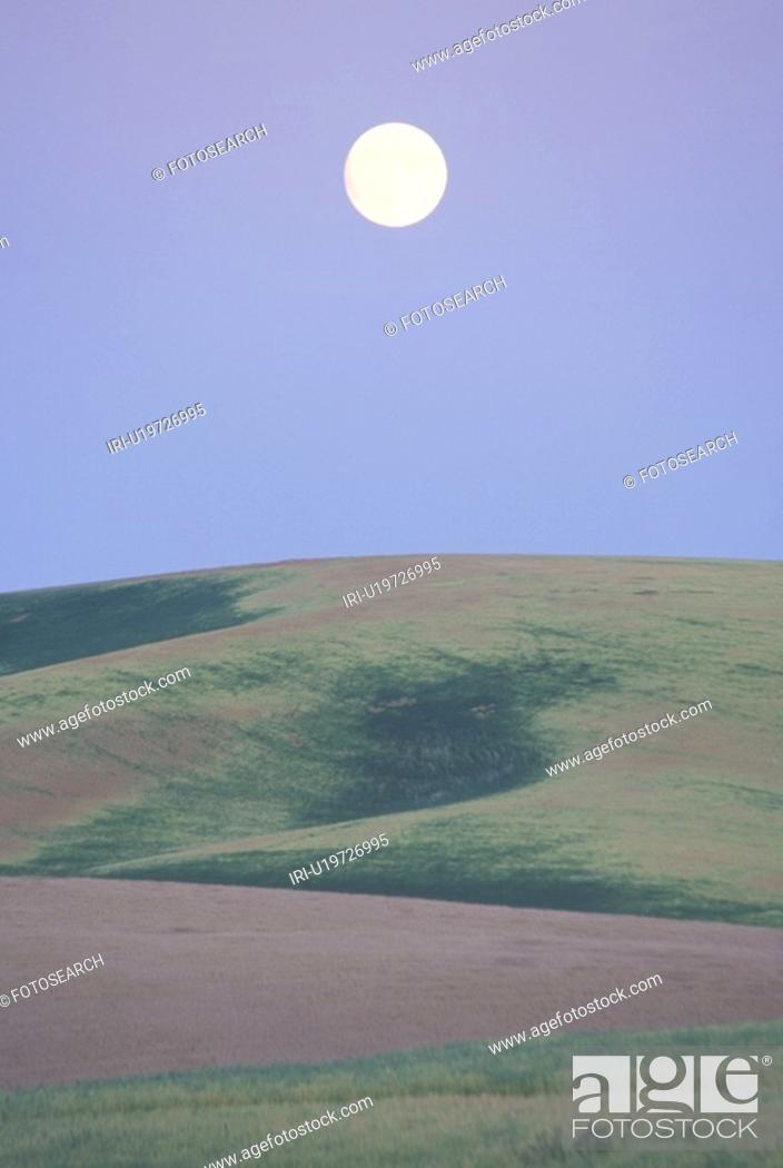 Stock Photo: A full moon rising over pea fields at dusk.