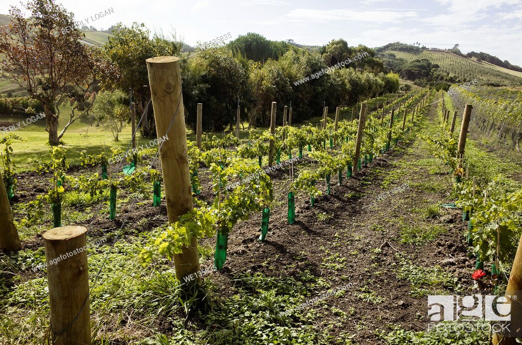 Stock Photo: Vineyard in New Zealand.