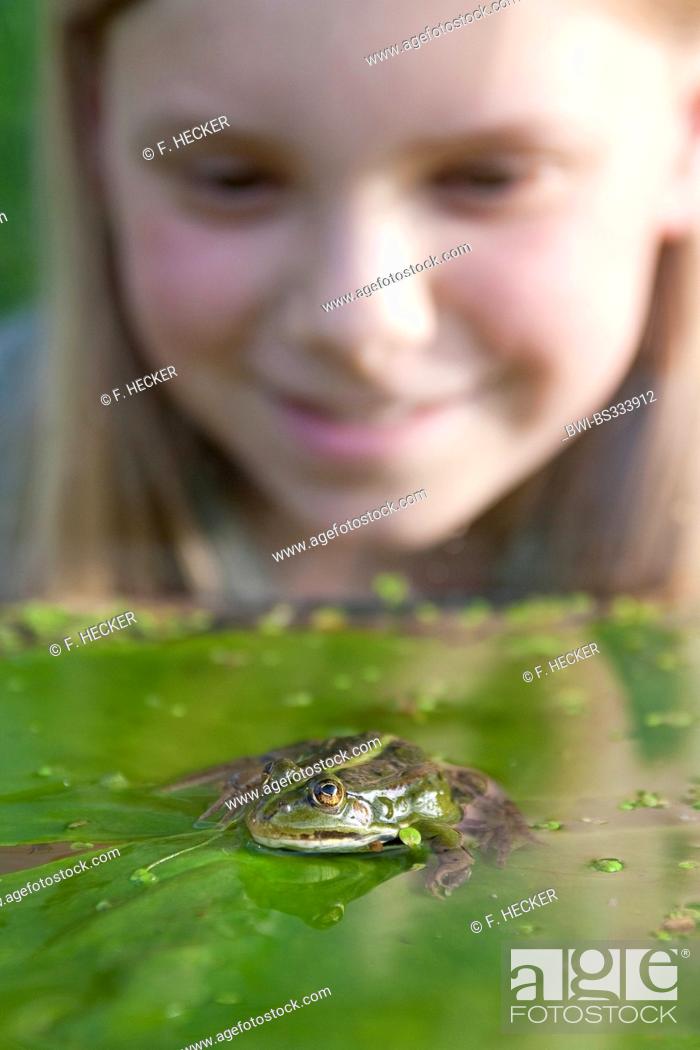 Stock Photo: European edible frog, common edible frog (Rana kl. esculenta, Rana esculenta, Pelophylax esculentus), child watching a frog, Germany.