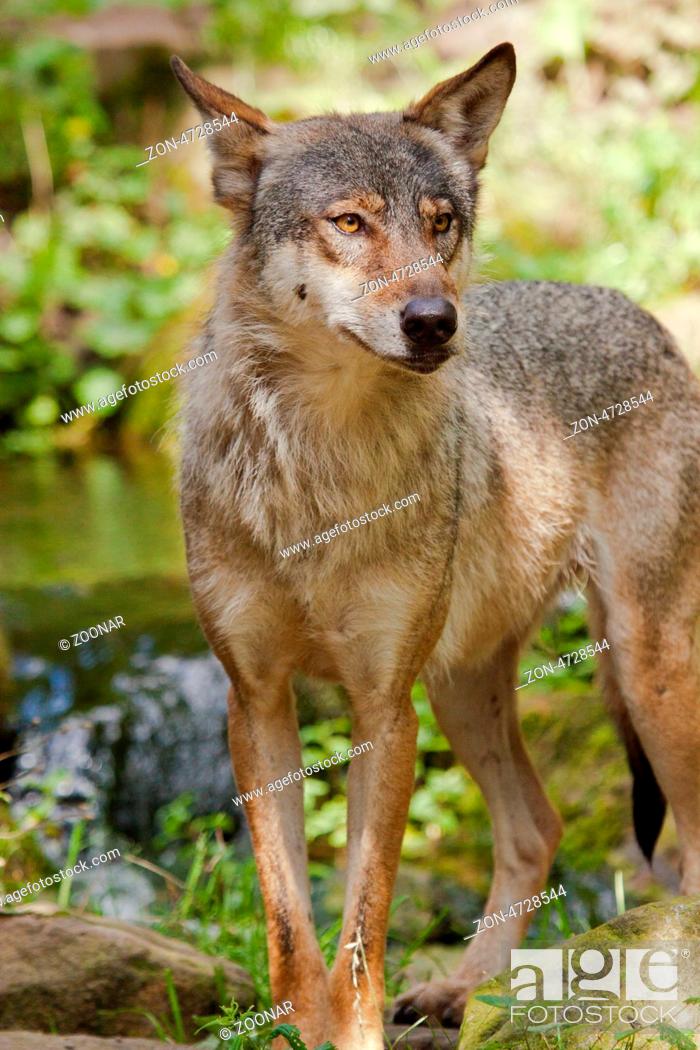 Stock Photo: Wolf oder Grauwolf (Canis lupus).