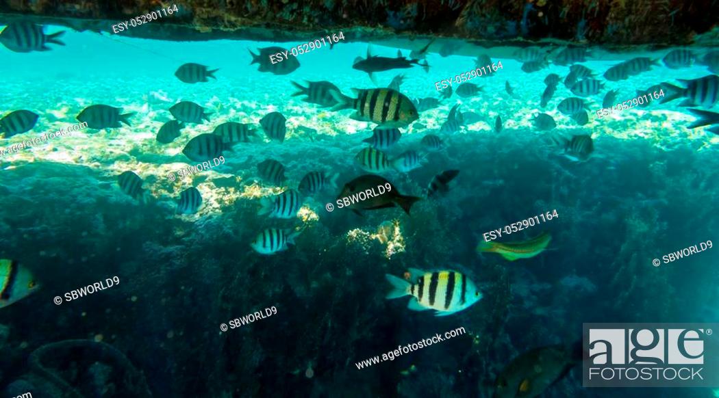 Stock Photo: Little tropical fish living under pontoon in Red sea near coral reef, underwater shoot.