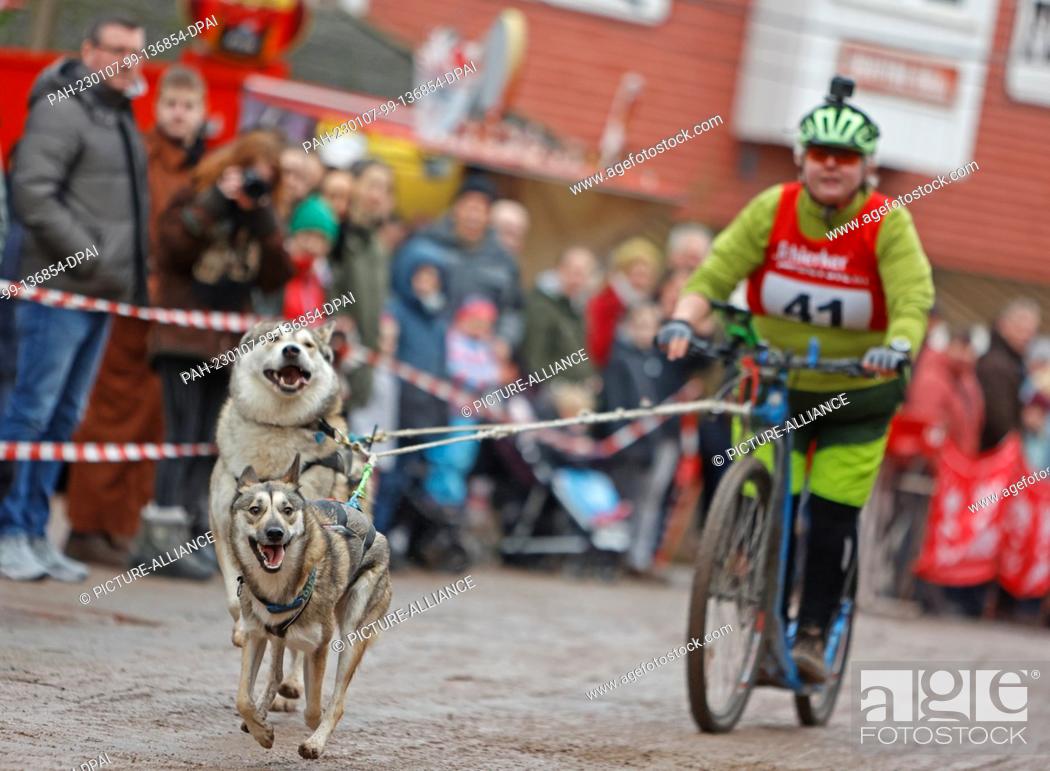 Stock Photo: 07 January 2023, Saxony-Anhalt, Hasselfelde: A participant of the 22nd International Sled Dog Race in the western town of Pullman City Harz during the lap chase.