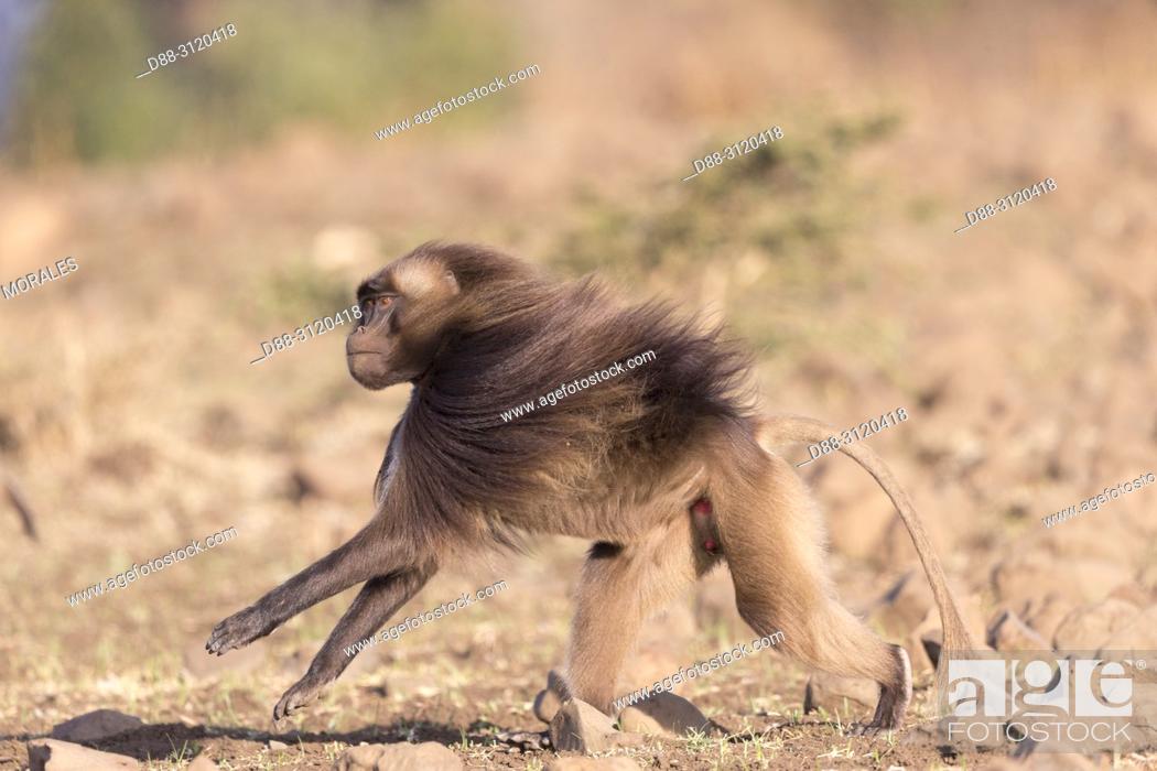 Imagen: Africa, Ethiopia, Rift Valley, Debre Libanos, Gelada or Gelada baboon (Theropithecus gelada), male running.
