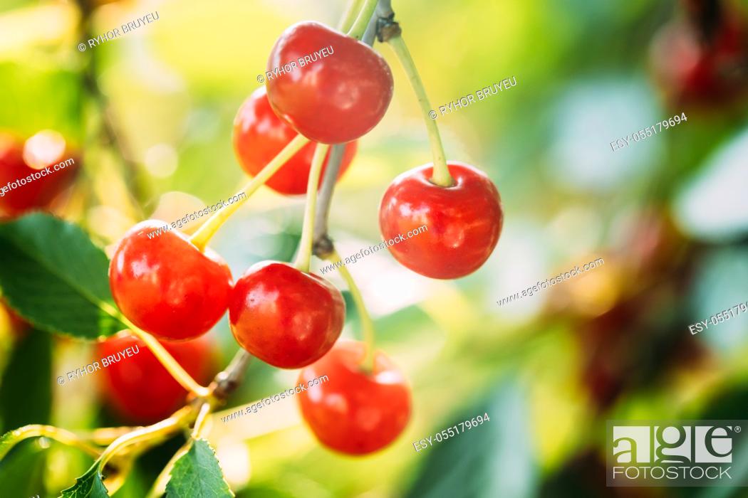 Stock Photo: Red Ripe Berries Prunus subg. Cerasus on tree In Summer Vegetable Garden.