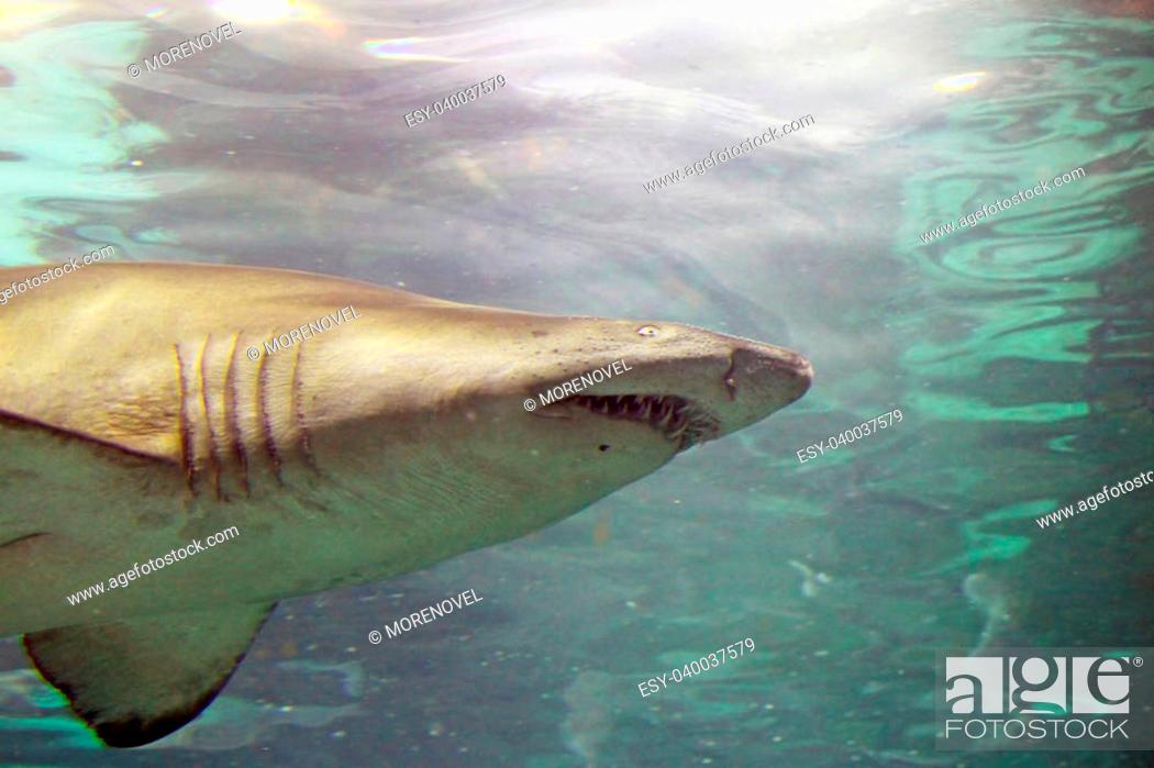 Stock Photo: A shark is swimming in the deep water.
