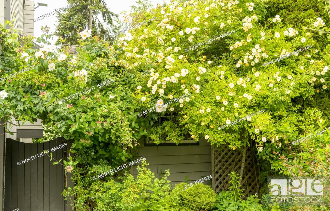 Canada Bc Delta Flowering Shrubs And Rose Climbing Over Garden Shed And Gate Stock Photo Picture And Rights Managed Image Pic E18 2956924 Agefotostock