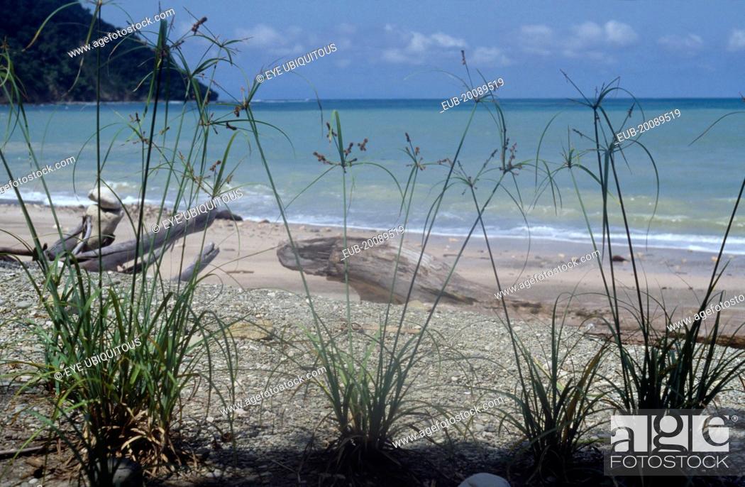 Stock Photo: Driftwood on shore of beach with papyrus grasses in foreground and sea and tree covered headland beyond, part of nature reserve.