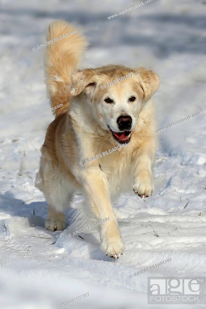 Stock Photo: Golden Retriever. Females (11 years old) running on snow. Germany.
