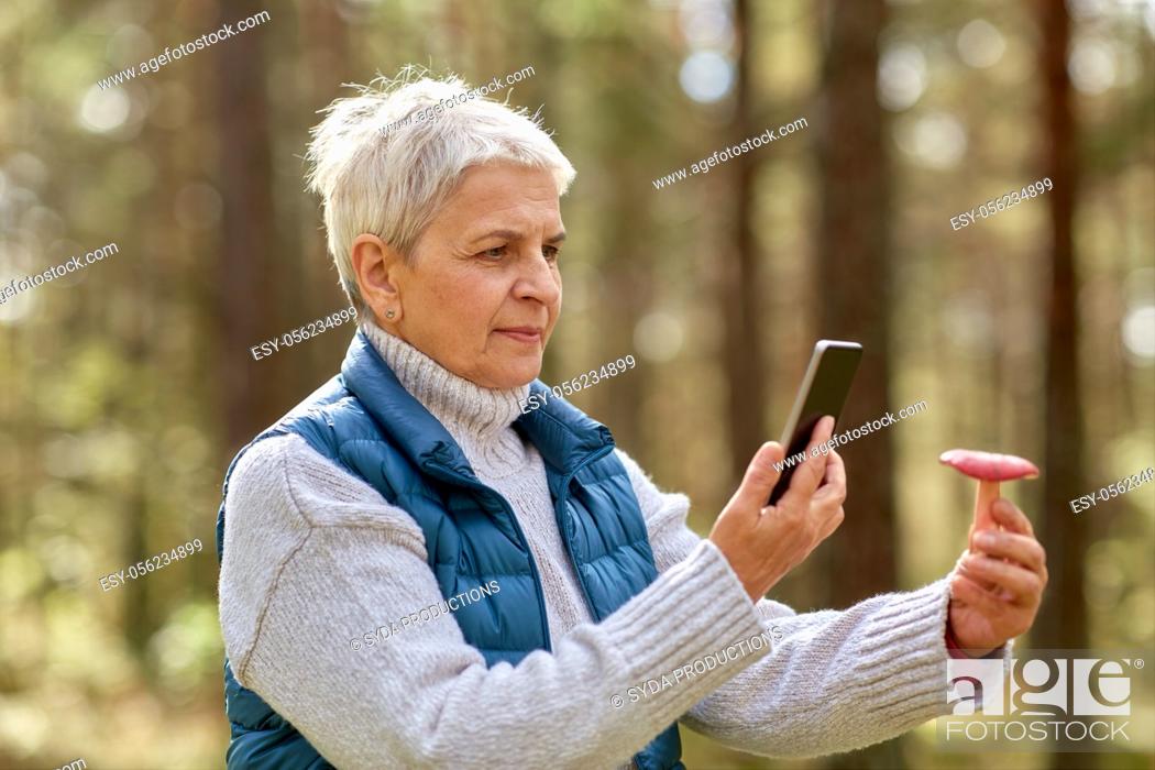 Stock Photo: senior woman using smartphone to identify mushroom.