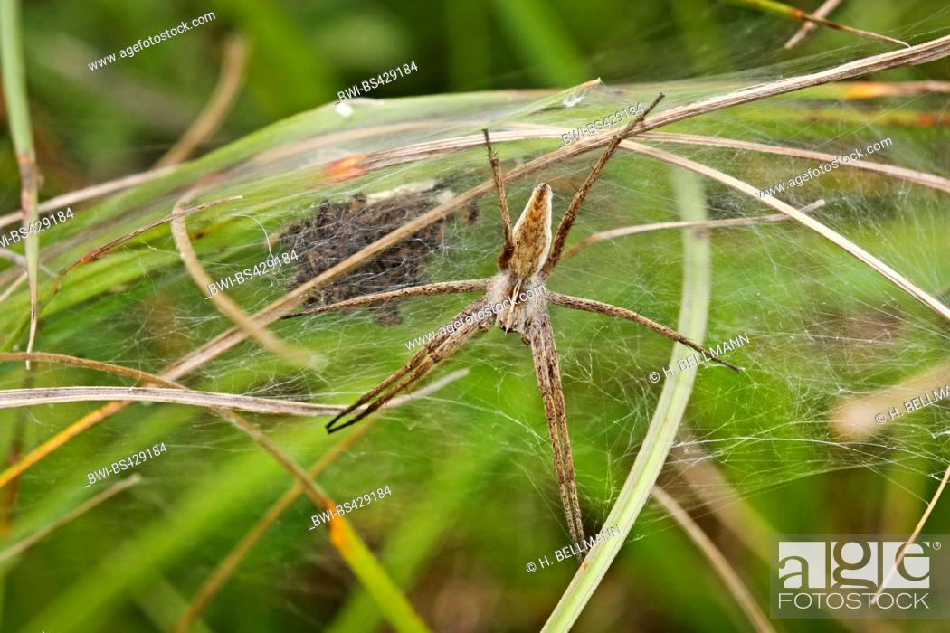 Stock Photo: Nursery web spider, Fantastic fishing spider (Pisaura mirabilis), female guards spiderlings in the web, Germany.