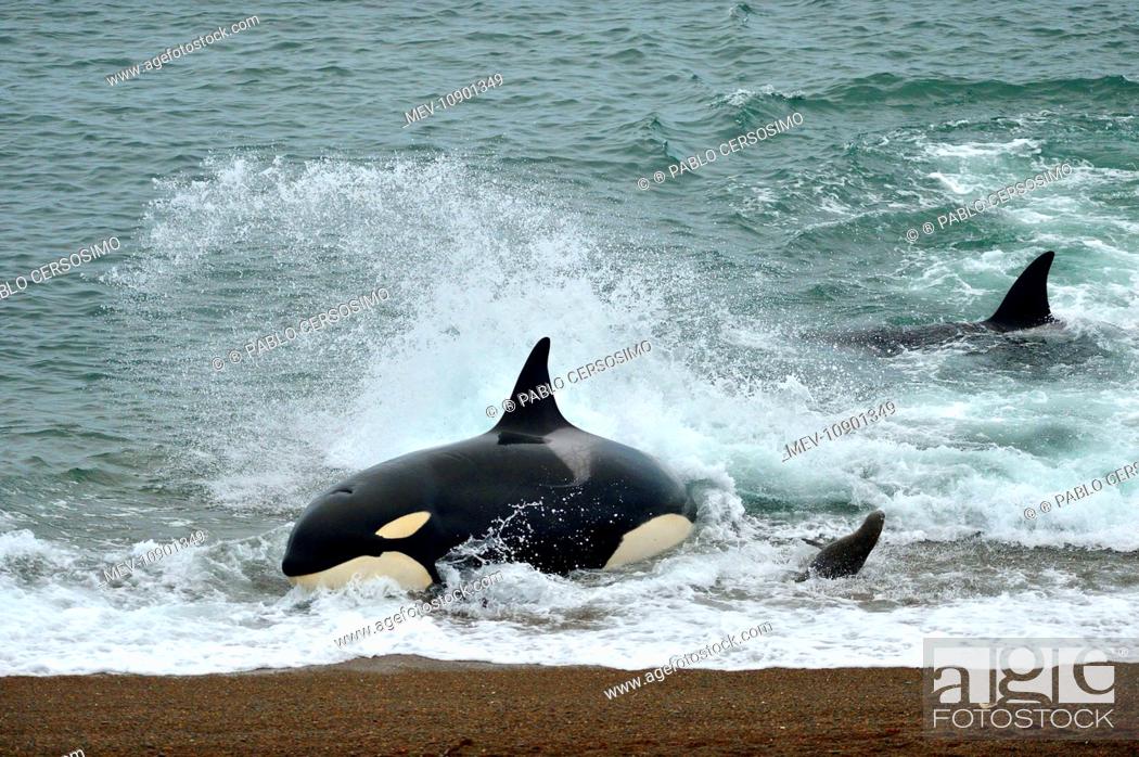 Stock Photo: Orca / Killer Whale (Orcinus orca). hunting South American Sea Lion (Otaria flavescens) series 9 of 10 - Peninsula Valdes, Patagonia, Argentina, South Atlantic.